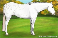 Horse Color:Sable Cream Champagne Roan Splash Appaloosa 