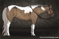 Horse Color:Silver Bay Dun Tobiano