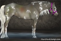 Horse Color:White Spotted Liver Red Dun 