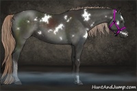 Horse Color:White Spotted Liver Chestnut Sabino 