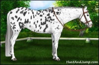 Horse Color:Black Appaloosa 