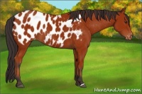 Horse Color:Bay Appaloosa 