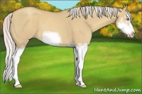 Horse Color:Silver Classic Champagne Dun Splash Frame 