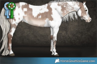 Horse Color:White Spotted Liver Red Dun Mushroom Appaloosa  and White Spotted Liver Red Dun Mushroom Sabino 