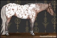 Horse Color:Brown Near Leopard  and Silver Brown Near Leopard 