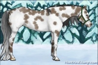 Horse Color:White Spotted Liver Red Dun Rabicano 
