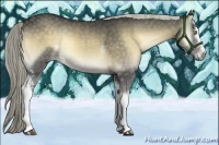 Horse Color:White Spotted Chocolate Palomino Onyx 