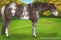Horse Color:White Spotted Liver Chestnut 