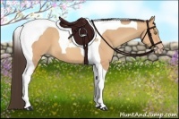 Horse Color:Amber Champagne Tobiano 