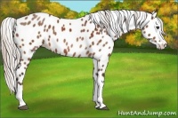 Horse Color:Silver Bay Splash Leopard 