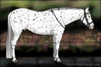 Horse Color:Grullo Appaloosa 