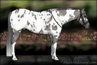 Horse Color:White Spotted Grullo Appaloosa 