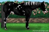 Horse Color:Black Fewspot 