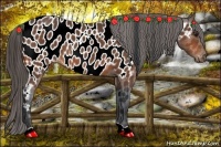 Horse Color:Bay Appaloosa