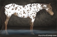 Horse Color:Liver Chestnut Appaloosa 