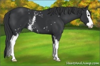 Horse Color:White Spotted Black Splash 