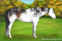 Horse Color:White Spotted Brown Splash