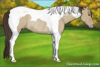 Horse Color:Classic Champagne Dun Tobiano Rabicano 