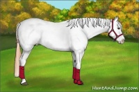 Horse Color:White Spotted Buckskin Dun Splash Frame Appaloosa Rabicano
