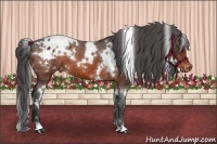 Horse Color:White Spotted Bay Appaloosa 
