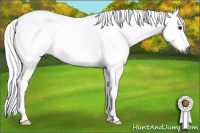 Horse Color:Gray Bay Rabicano