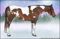 Horse Color:White Spotted Liver Chestnut Tobiano 