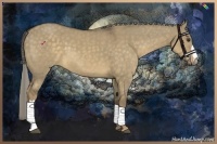 Horse Color:Chocolate Palomino Dun 