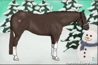 Horse Color:Liver Chestnut 