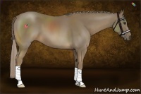 Horse Color:Chocolate Palomino 