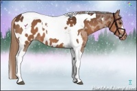 Horse Color:Liver Chestnut Tobiano Appaloosa