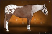 Horse Color:Chestnut Appaloosa 