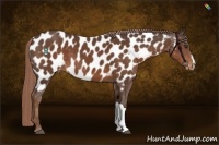 Horse Color:Liver Chestnut Appaloosa