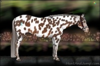 Horse Color:Liver Chestnut Appaloosa 