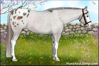 Horse Color:Liver Chestnut Splash Appaloosa 