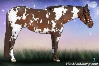 Horse Color:White Spotted Liver Chestnut 