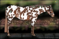 Horse Color:Liver Chestnut Near Leopard 
