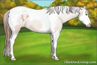 Horse Color:Amber Champagne Roan Splash Tobiano Appaloosa