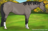 Horse Color:Grullo 