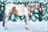 Horse Color:White Spotted Bay Tobiano