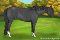 Horse Color:Smoky Blue Roan 