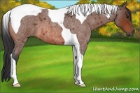 Horse Color:Bay Roan Tobiano