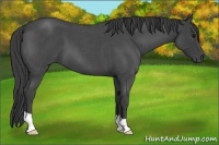 Horse Color:Smoky Blue Roan 