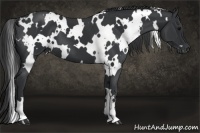 Horse Color:White Spotted Black