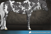 Horse Color:White Spotted Silver Smoky Black Chinchilla 