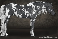 Horse Color:White Spotted Silver Smoky Black Chinchilla 
