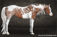 Horse Color:Silver Bay Splash Tobiano 