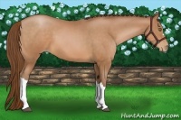 Horse Color:Bay Pearl