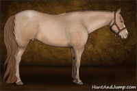 Horse Color:Bay Pearl 
