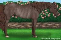 Horse Color:Liver Chestnut Rabicano 