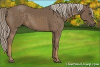 Horse Color:Chocolate Palomino